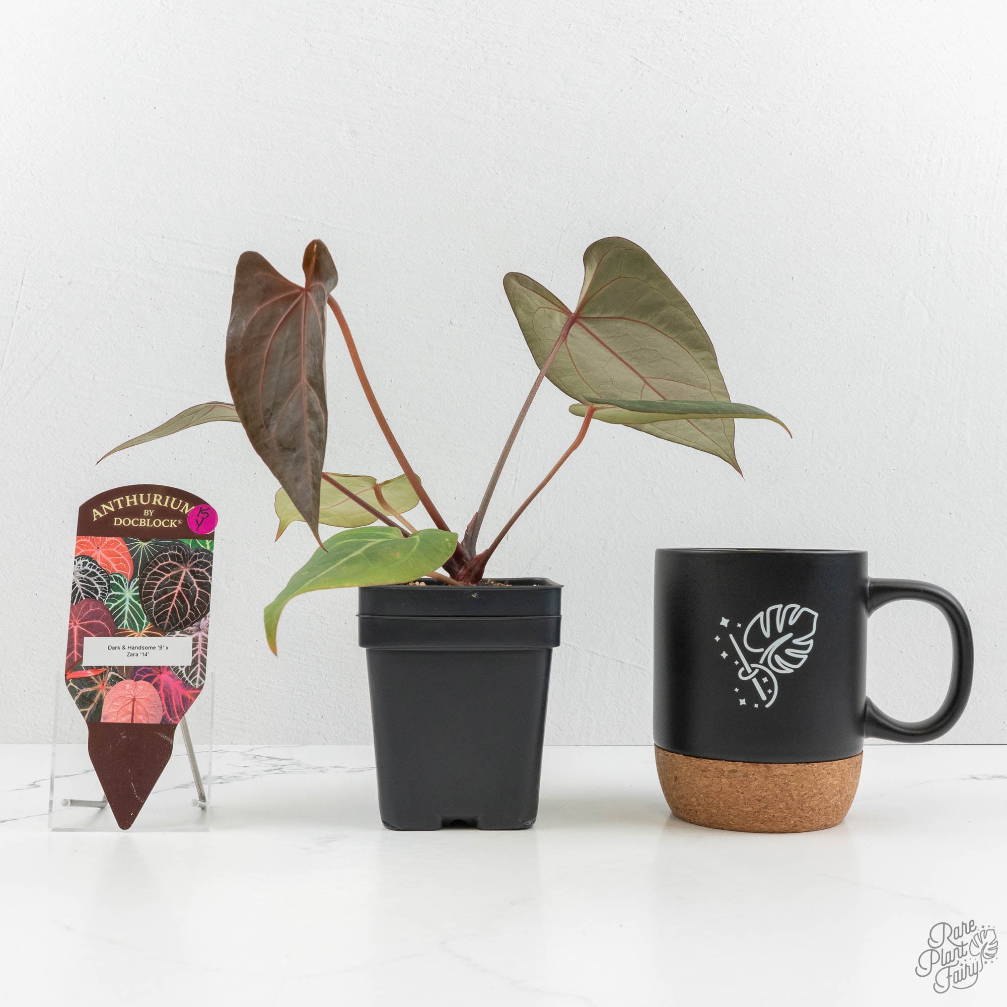 Anthurium Dark & Handsome '9' x Zara '14' by DocBlock® (wk15-Y