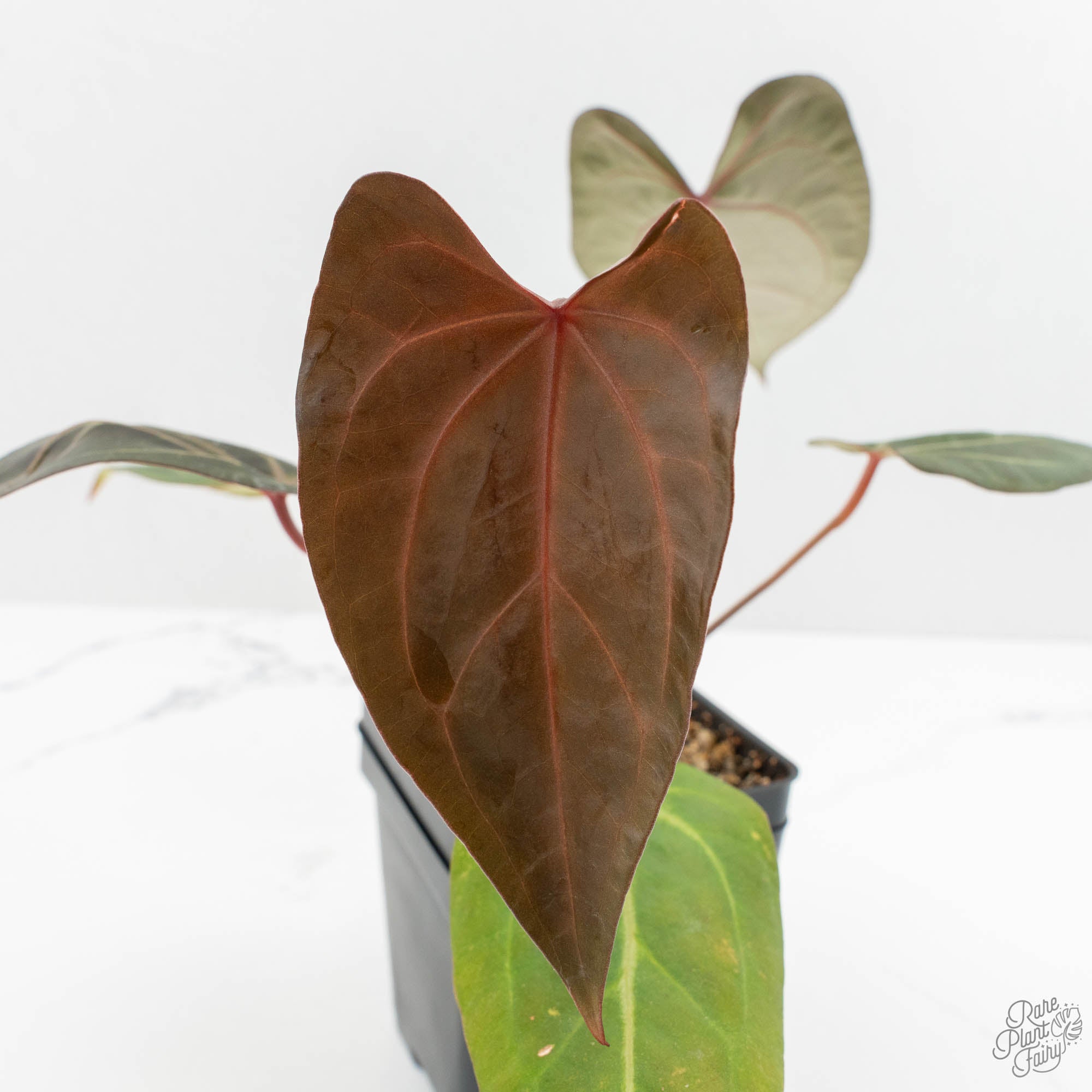 Anthurium Dark & Handsome '9' x Zara '14' by DocBlock® (wk15-Y