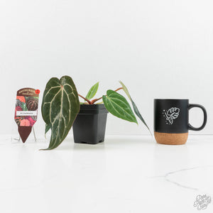 Anthurium DocBlock F2 x Carlablackiae by DocBlock® (wk18-UR) *Blister Variegated*
