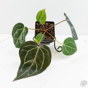 Anthurium DocBlock F2 x Carlablackiae by DocBlock® (wk18-UR) *Blister Variegated*