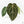 Anthurium DocBlock F2 x Carlablackiae by DocBlock® (wk18-UR) *Blister Variegated*