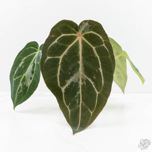 Anthurium DocBlock F2 x Carlablackiae by DocBlock® (wk18-UR) *Blister Variegated*