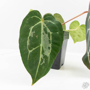 Anthurium DocBlock F2 x Carlablackiae by DocBlock® (wk18-UR) *Blister Variegated*