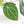Anthurium DocBlock F2 x Carlablackiae by DocBlock® (wk18-UR) *Blister Variegated*