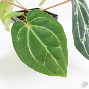 Anthurium DocBlock F2 x Carlablackiae by DocBlock® (wk18-UR) *Blister Variegated*