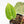 Anthurium DocBlock F2 x Carlablackiae by DocBlock® (wk18-UR) *Blister Variegated*