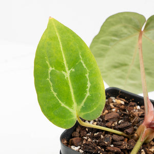 Anthurium DocBlock F2 x Carlablackiae by DocBlock® (wk18-UR) *Blister Variegated*