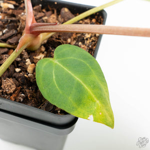 Anthurium DocBlock F2 x Carlablackiae by DocBlock® (wk18-UR) *Blister Variegated*