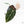 Anthurium DocBlock F2 x Carlablackiae  by DocBlock® (wk20-J)