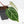 Anthurium DocBlock F2 x Carlablackiae  by DocBlock® (wk20-J)