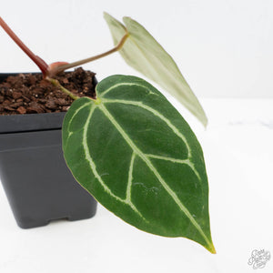 Anthurium DocBlock F2 x Carlablackiae  by DocBlock® (wk20-J)