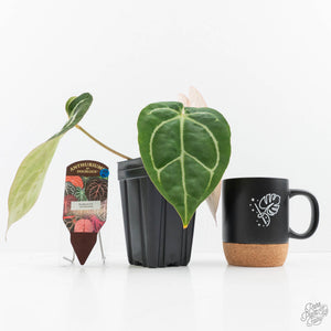 Anthurium DocBlock F2 x Carlablackiae by DocBlock® (wk23-K)