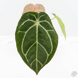 Anthurium DocBlock F2 x Carlablackiae by DocBlock® (wk23-K)