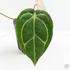 Anthurium DocBlock F2 x Carlablackiae by DocBlock® (wk23-K)