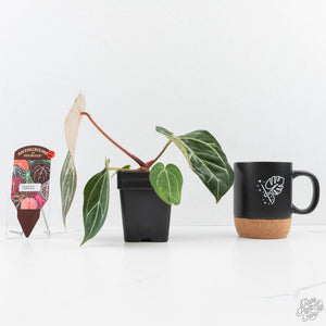Anthurium DocBlock F2 x Carlablackiae by DocBlock® (wk25-UF) *Blister Variegated*
