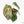 Anthurium DocBlock F2 x Carlablackiae by DocBlock® (wk25-UF) *Blister Variegated*