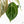 Anthurium DocBlock F2 x Carlablackiae by DocBlock® (wk25-UF) *Blister Variegated*