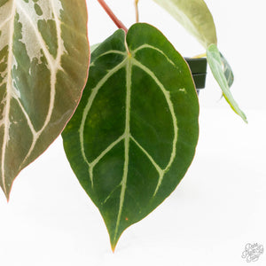 Anthurium DocBlock F2 x Carlablackiae by DocBlock® (wk25-UF) *Blister Variegated*