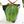 Anthurium DocBlock F2 x Carlablackiae by DocBlock® (wk25-UF) *Blister Variegated*