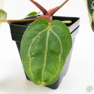 Anthurium DocBlock F2 x Carlablackiae by DocBlock® (wk25-UF) *Blister Variegated*
