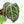 Anthurium DocBlock F2 x Carlablackiae by DocBlock® (wk25-UF) *Blister Variegated*