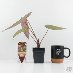 Anthurium Home, Sweet Home '32' x Dark & Handsome '9' by DocBlock® (wk17-R)