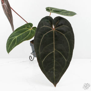 Anthurium Home, Sweet Home '32' x Dark & Handsome '9' by DocBlock® (wk17-R)