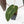 Anthurium Home, Sweet Home '32' x Dark & Handsome '9' by DocBlock® (wk17-R)