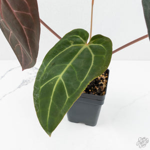 Anthurium Home, Sweet Home '32' x Dark & Handsome '9' by DocBlock® (wk17-R)