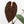Anthurium Home, Sweet Home '32' x Dark & Handsome '9' by DocBlock® (wk17-R)
