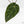 Anthurium Home, Sweet Home '32' x Dark & Handsome '9' by DocBlock® (wk17-R)