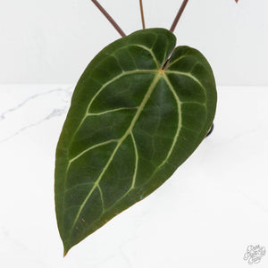 Anthurium Home, Sweet Home '32' x Dark & Handsome '9' by DocBlock® (wk17-R)