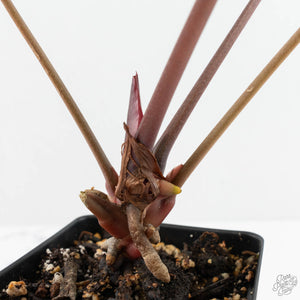 Anthurium Home, Sweet Home '32' x Dark & Handsome '9' by DocBlock® (wk17-R)
