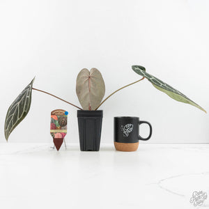 Anthurium Home, Sweet Home '32'  x Red Velvet Cake '24' x by DocBlock® (wk16-W)