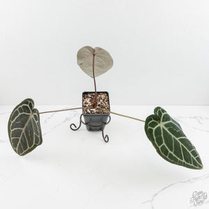 Anthurium Home, Sweet Home '32'  x Red Velvet Cake '24' x by DocBlock® (wk16-W)