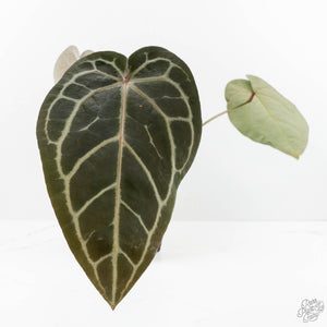 Anthurium Home, Sweet Home '32'  x Red Velvet Cake '24' x by DocBlock® (wk16-W)