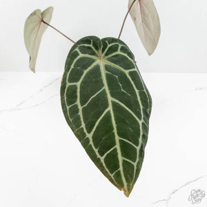 Anthurium Home, Sweet Home '32'  x Red Velvet Cake '24' x by DocBlock® (wk16-W)