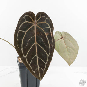 Anthurium Home, Sweet Home '32'  x Red Velvet Cake '24' x by DocBlock® (wk16-W)