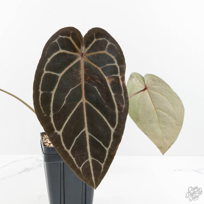 Anthurium Home, Sweet Home '32'  x Red Velvet Cake '24' x by DocBlock® (wk16-W)