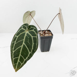 Anthurium Home, Sweet Home '32'  x Red Velvet Cake '24' x by DocBlock® (wk16-W)