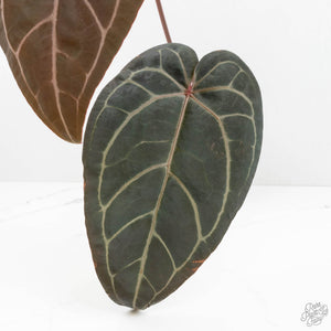 Anthurium Home, Sweet Home '32'  x Red Velvet Cake '24' x by DocBlock® (wk17-T)