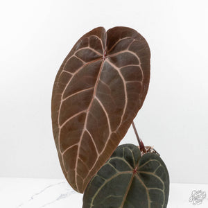 Anthurium Home, Sweet Home '32'  x Red Velvet Cake '24' x by DocBlock® (wk17-T)