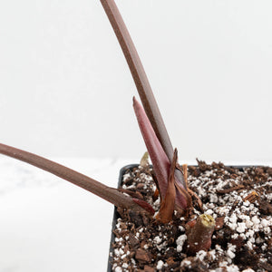 Anthurium Home, Sweet Home '32'  x Red Velvet Cake '24' x by DocBlock® (wk17-T)