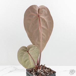 Anthurium Home, Sweet Home '32'  x Red Velvet Cake '24' x by DocBlock® (wk17-T)