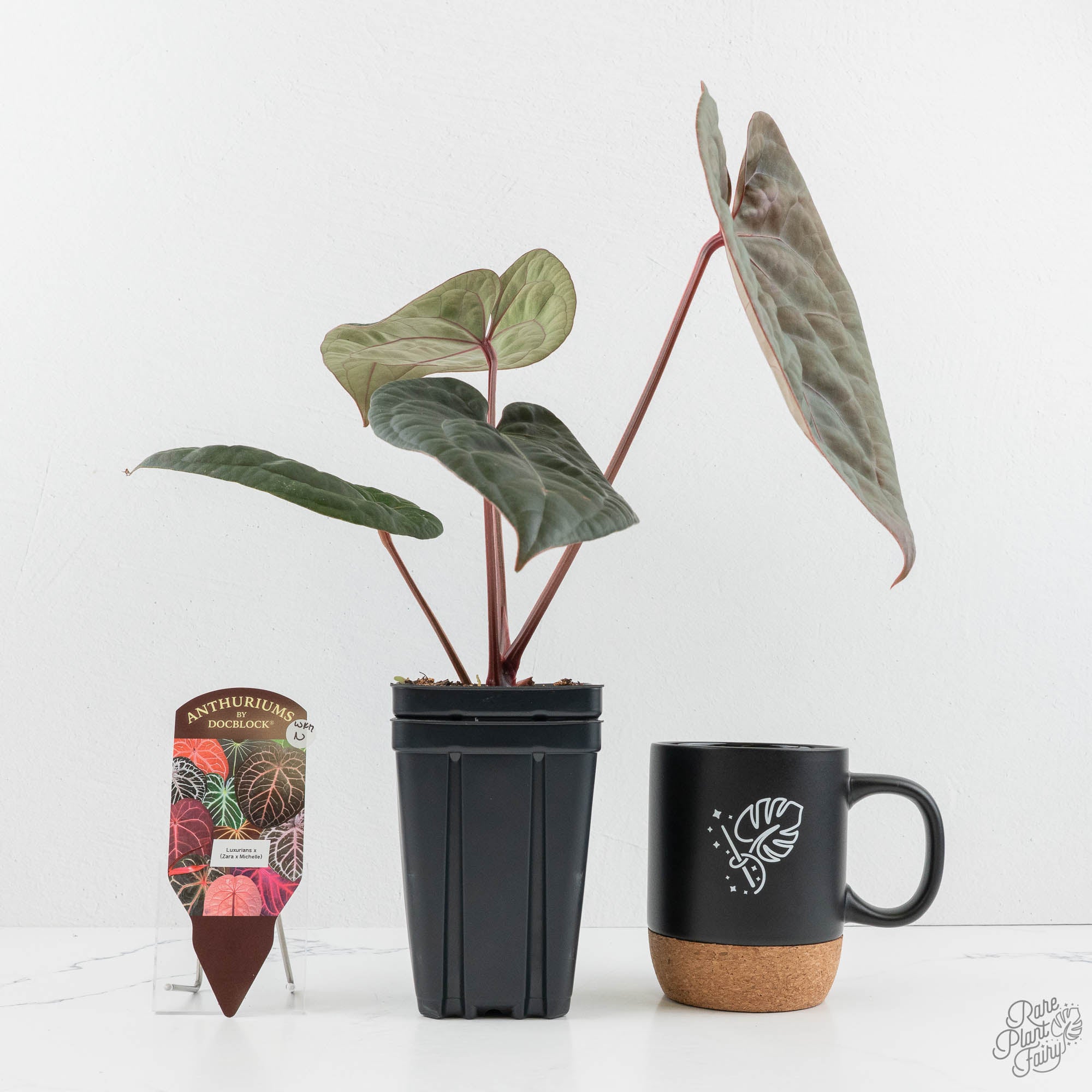 Anthurium 'Luxurians' x ('Zara' x 'Michelle') by DocBlock® (wk17-N