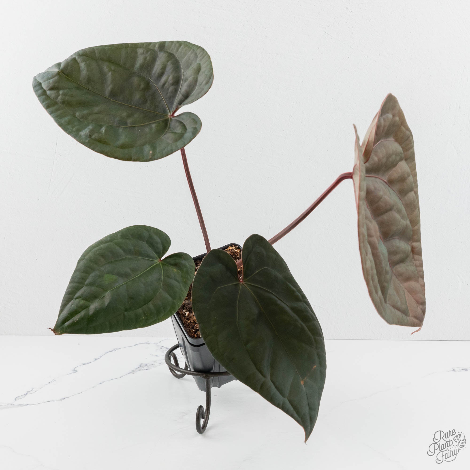 Anthurium 'Luxurians' x ('Zara' x 'Michelle') by DocBlock® (wk17-N