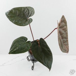 Anthurium 'Luxurians' x ('Zara' x 'Michelle') by DocBlock® (wk17-N)