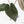 Anthurium 'Luxurians' x ('Zara' x 'Michelle') by DocBlock® (wk17-N)