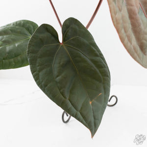 Anthurium 'Luxurians' x ('Zara' x 'Michelle') by DocBlock® (wk17-N)