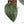 Anthurium 'Luxurians' x ('Zara' x 'Michelle') by DocBlock® (wk17-N)
